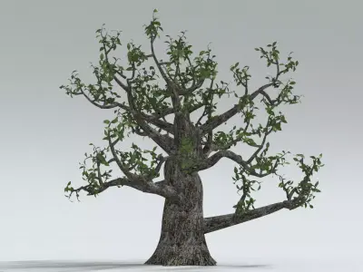 laos Old Oak 3D model