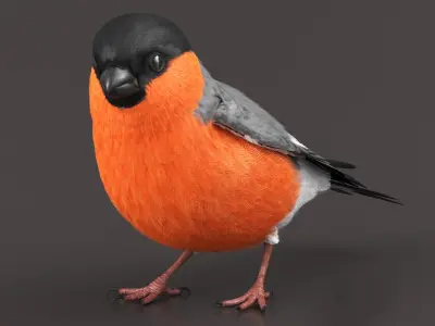  Bullfinch Male Bird Rigged For Maya 