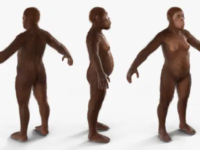  Life-Size Model of Prehistoric Hominin Female Fur for Maya 