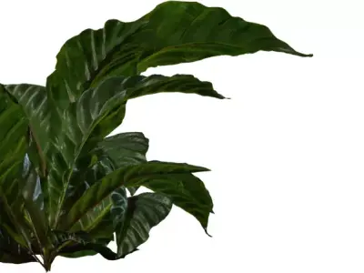 Tropical Broadleaf Ground Plant Pack  Low-poly 3D model