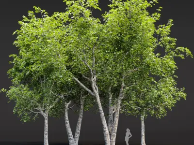 Trees collection vol 250 3D Model Pack