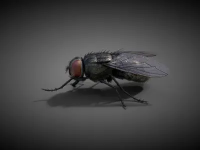  Housefly Animated 