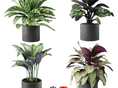 calathea Collection plants in pots 3D Model Pack