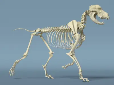  Dog Skeleton Anatomy Rigged for Maya 