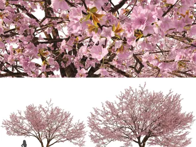 Flowering Trees 3D Model Pack