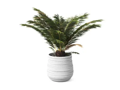 Palm Boho Low-poly 3D model