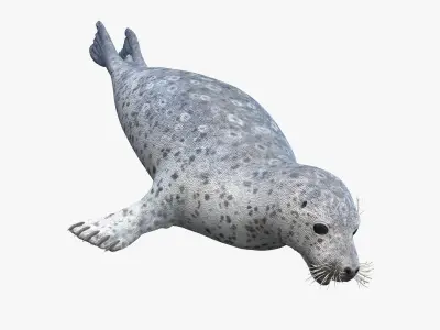 Harbor Seal Animated 