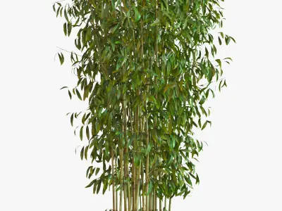 Bamboo Plants in Pots 3D model