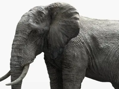 African Elephant (Animation) (Rigged) 
