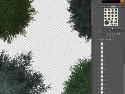 2D Conifiers Plants TopViews Collection 24 Layers PNG PSD PDF Texture