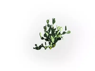 Low Poly Cactus Stylish Low-poly 3D model
