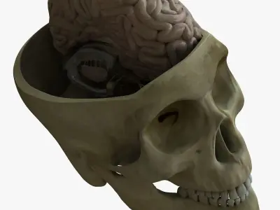 Human Skull with Brain 3D model