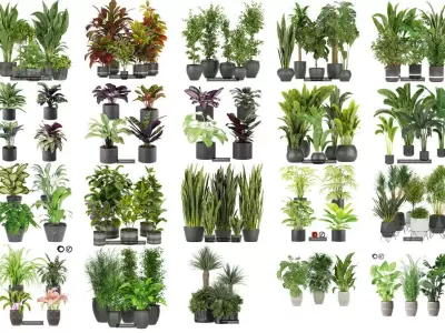Collection plant indoor vol 1- 150 pot plant 3D Model Pack