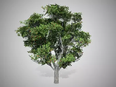Apple Tree Free low-poly 3D model