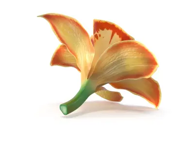  3D Flowers Collection – Orchids Roses Nymphaea Lilies 