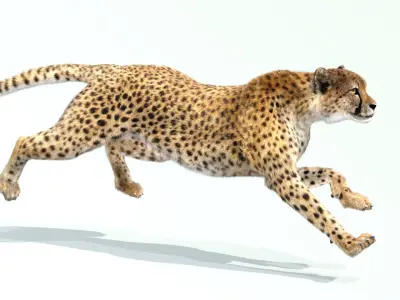  Cheetah Animated Fur 