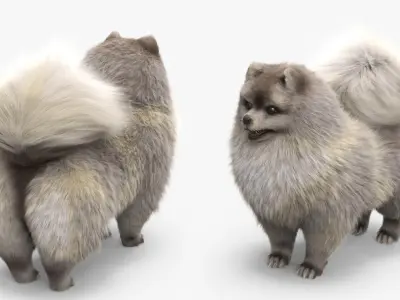  Pomeranian Dwarf Spitz Dog Cream Sable Fur for Cinema 4D 