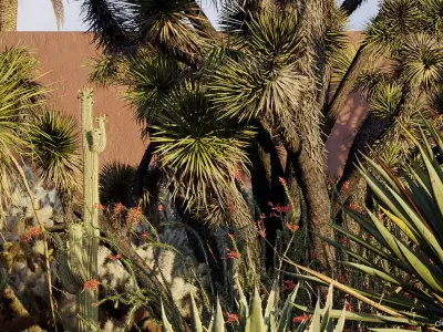  Tropical desert plant collection 