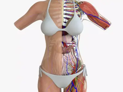 Full Female Torso Anatomy 3D model