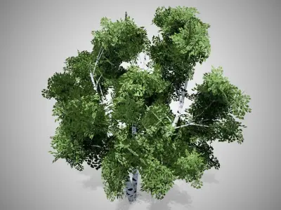 White Birch Tree Low-poly 3D model