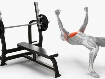  Male Muscular System Anatomy Bench Press 