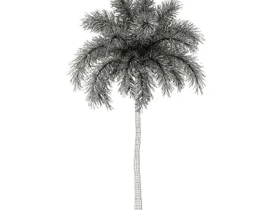 Foxtail Palm Tree 3D Model 10m 3D model