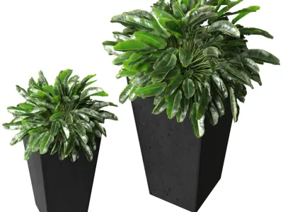 Decorative Plant Spathiphyllum in a modern pot RH ArtDeco 3D model