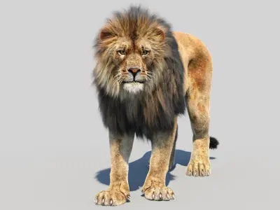  Lion 3D Model Animated Fur 