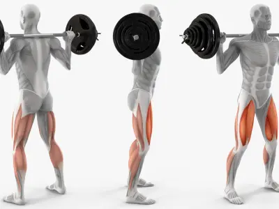 Anatomy Male Muscular System Squats Animated Rigged 