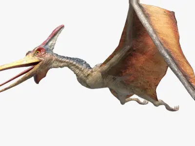  PteranodonRiggedAnimated 3D 