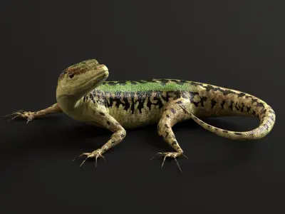 Green Lizard- Podarcis Sicula Low-poly 3D model purchase
