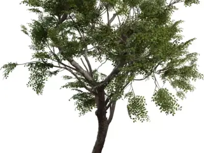 Realistic High-Poly Tree Model Low-poly 3D model
