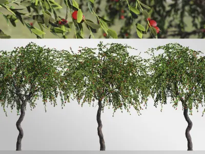 2 Cotoneaster Salicifolius  plant  3D model