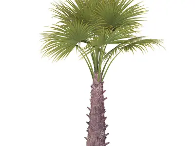 Windmill Palm 3D model