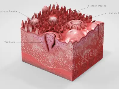 Tongue with cross section Anatomy 3D model