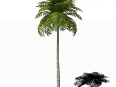 Palm Tree Low Poly Low-poly 3D model