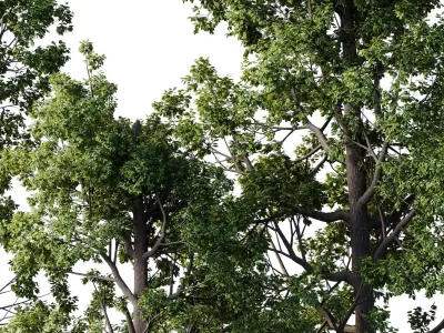 Broadleaf Tree Set 08 3D model