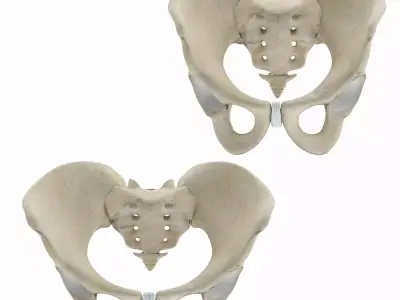 Female and Male Pelvis 3D model