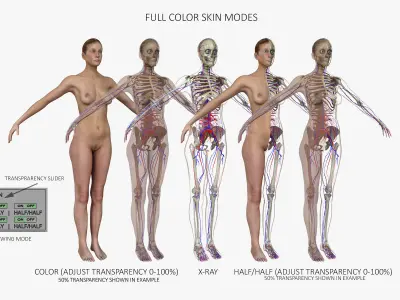 Ultimate Complete Male and Female Anatomy 3DSmax and Maya Low-poly 3D model