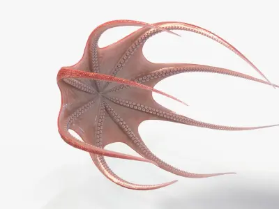  Octopus Animated Multicolor 