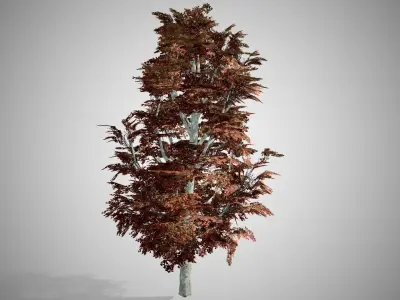 Red Maple Fall Tree Low-poly 3D model