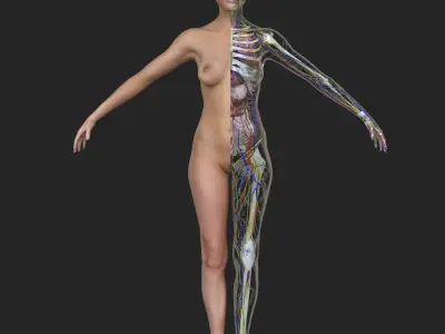 Detailed Full Female Body Anatomy 3D model