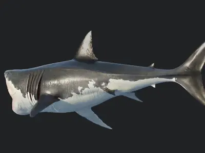  Great Shark White 