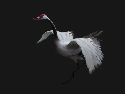 Crane Bird_A3