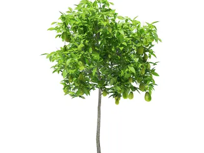 Avocado Tree with Fruits 3D model