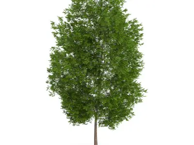 Maidenhair Tree Ginkgo biloba 3D model