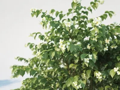 Philadelphus Coronarius 4 versions 3D model