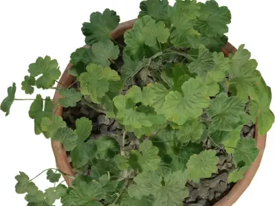 Potted Balcony Geranium Low-poly 3D model