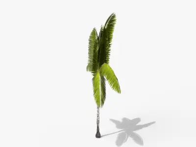 Coconut Palm Tree 3698-3 Free low-poly 3D model