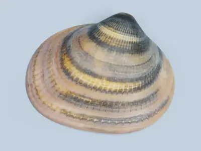 Clam V6 - Realistic Hard Shell 3D model